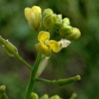 Rorippa indica (L.) Hiern